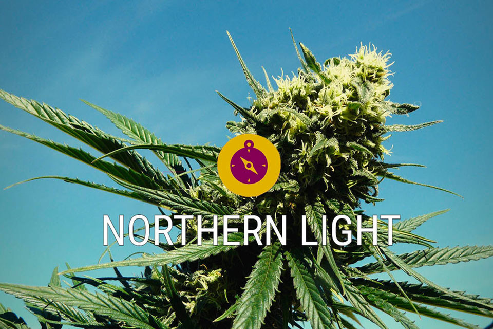 Northern Lights: Μια Θρυλική, Κλασική Indica Ποικιλία Κάνναβης 