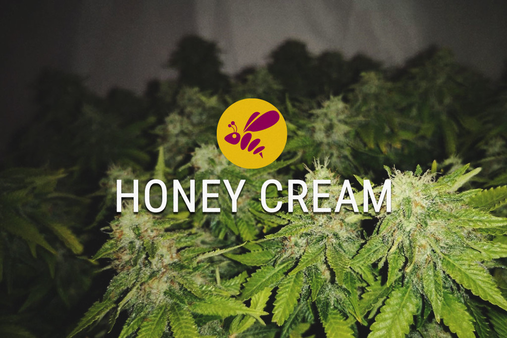 Honey Cream: Γλυκιά Από Όλες Τις Απόψεις