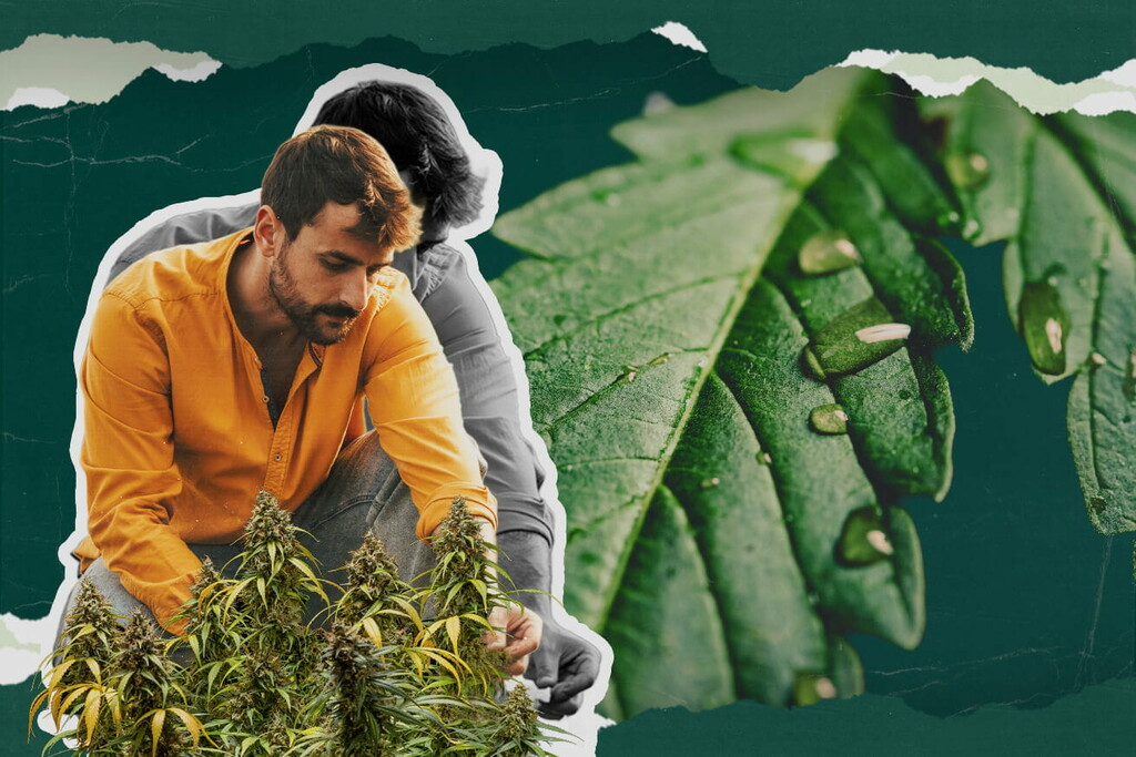 Τι είναι η Σταγονόρροια της Κάνναβης? Όλα Όσα Πρέπει να Γνωρίζετε