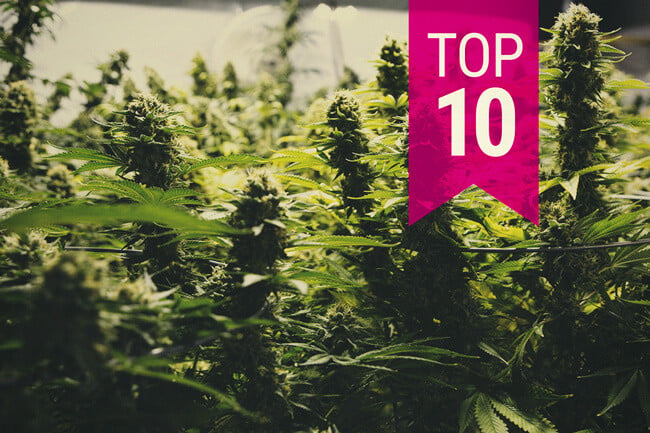 Οι 10 Καλύτερες Ποικιλίες Κάνναβης για Μεγάλες Σοδειές (Ενημέρωση 2026)