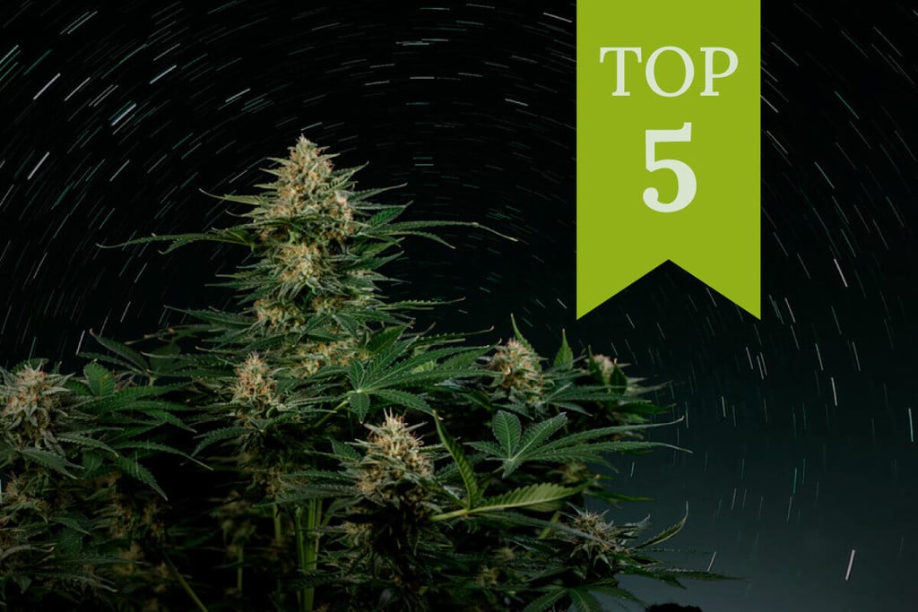 Οι Top 5 Πλούσιες σε THC Αυτόματες Ποικιλίες του 2025