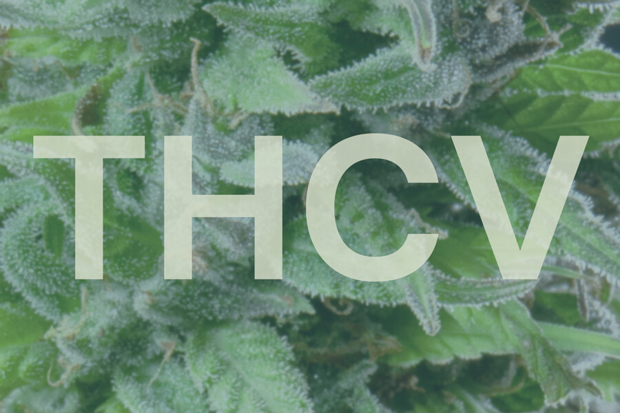 Τι είναι το THCV & Πώς Συγκρίνεται με το THC?