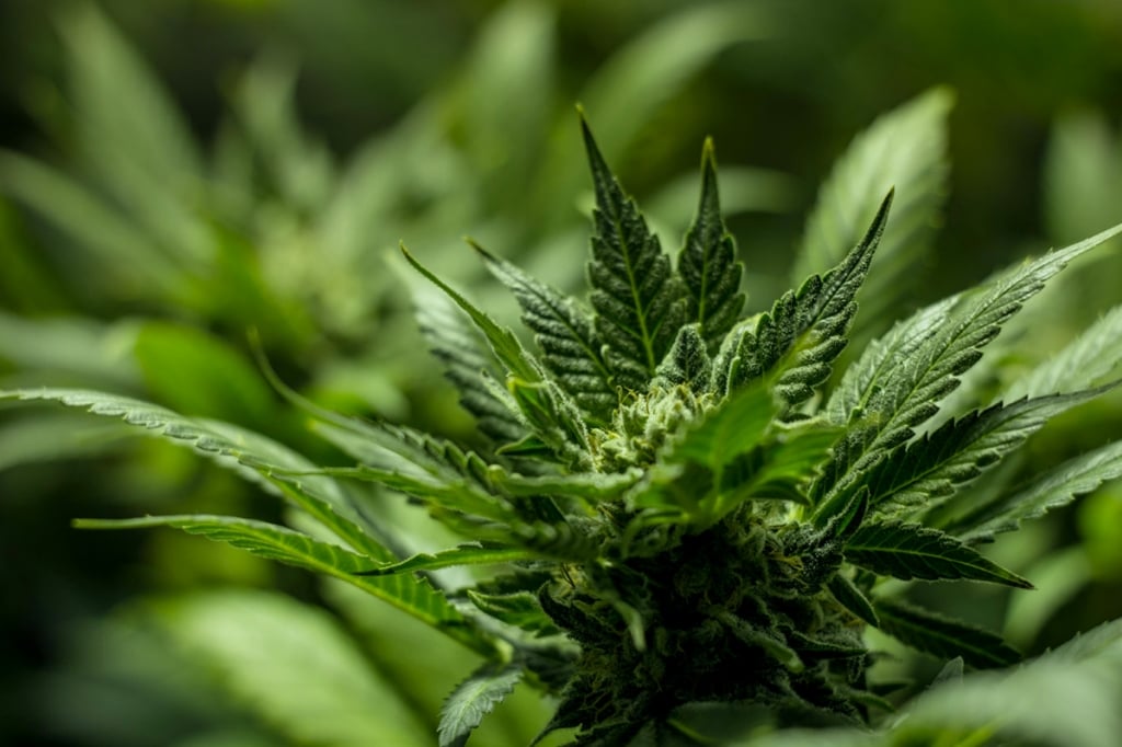 Τι να Κάνετε Όταν Δεν Ανθίζει η Κάνναβή Εσωτερικού Χώρου