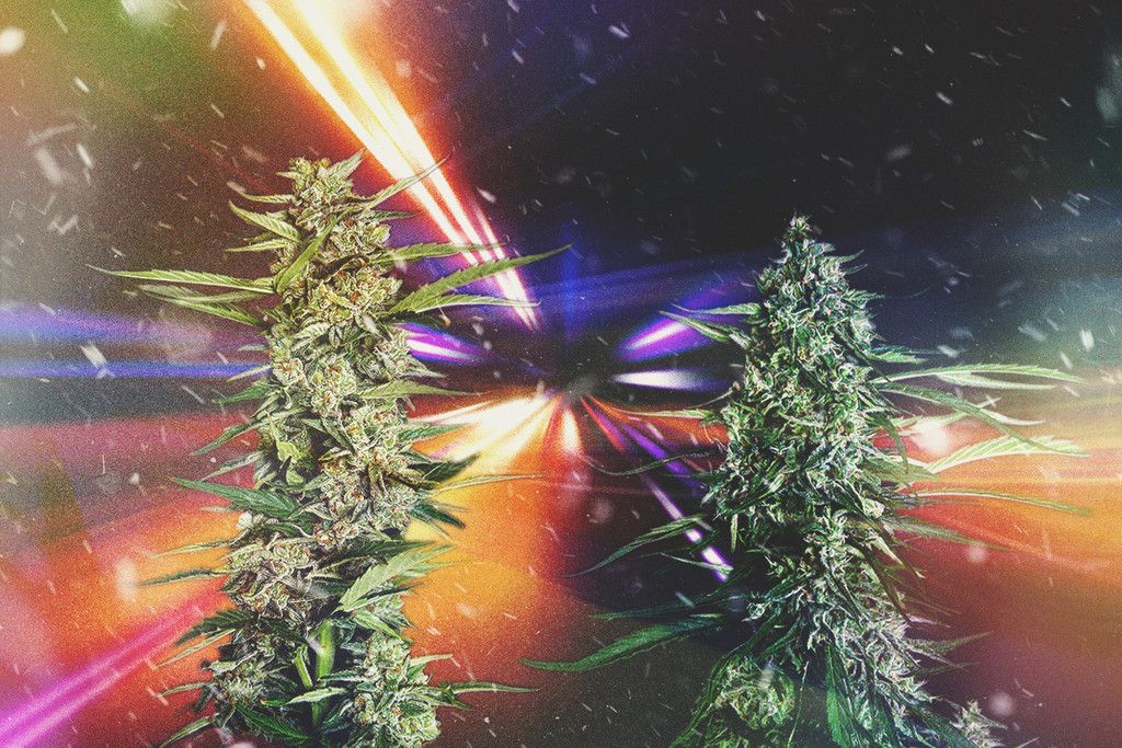 Οι Πιο Γρήγορες Ποικιλίες Κάνναβης του 2025