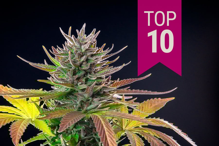 Οι 10 Καλύτερες Ποικιλίες Sativa του 2025