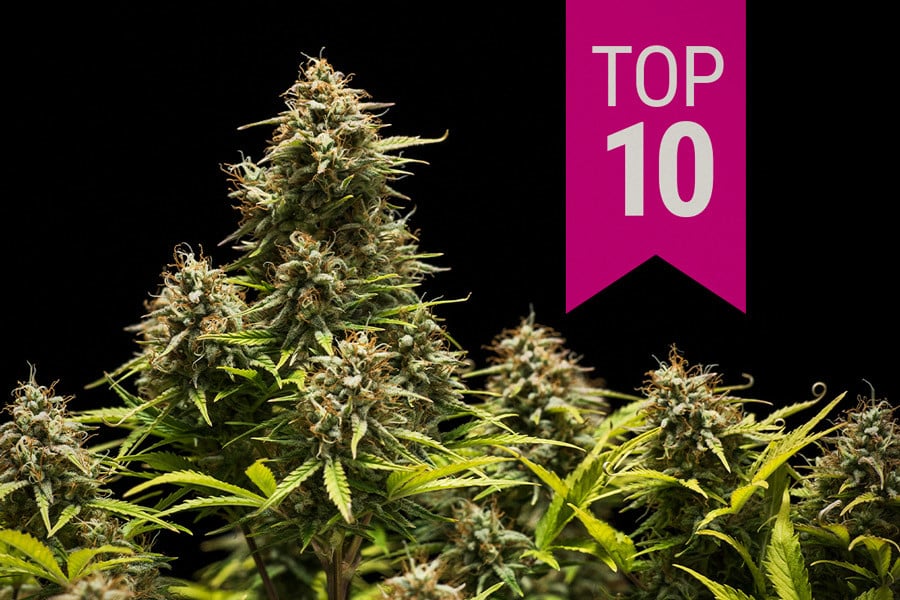 oi-10-kalyteres-poikilies-kannavis-indica-tou-2025