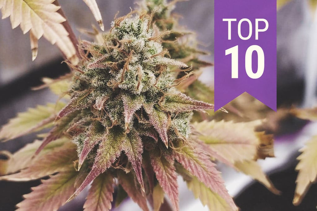 Οι 10 Κορυφαίες Πλούσιες σε THC Ποικιλίες του 2025