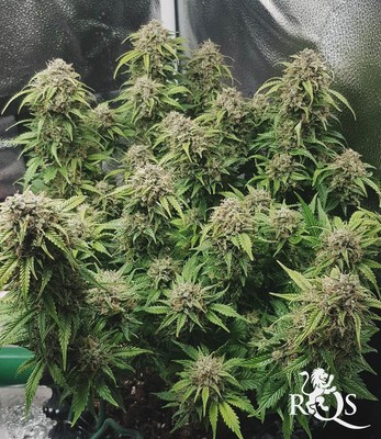 Royal Bluematic Royal Bluematic