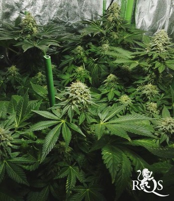 Skunk XL Skunk XL