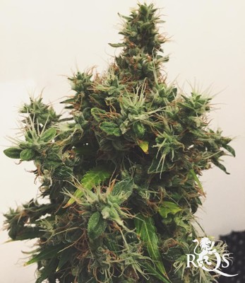 Autoflowering Mix Autoflowering Mix