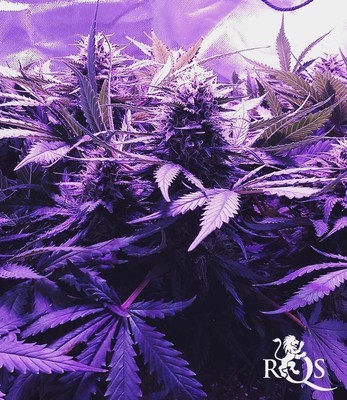 Royal Cheese (Fast Flowering)