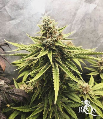 Somango XL Somango XL