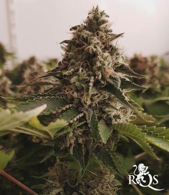 Somango XL Somango XL