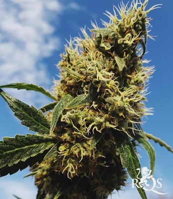 Mother Gorilla (Πρώην Royal Madre)