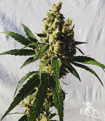 Mother Gorilla (Πρώην Royal Madre)