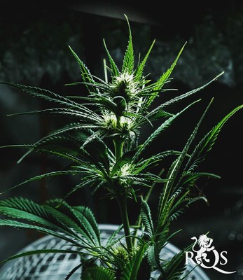 Mother Gorilla (Πρώην Royal Madre)