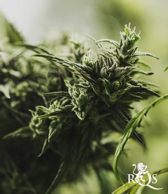 Painkiller XL Painkiller XL