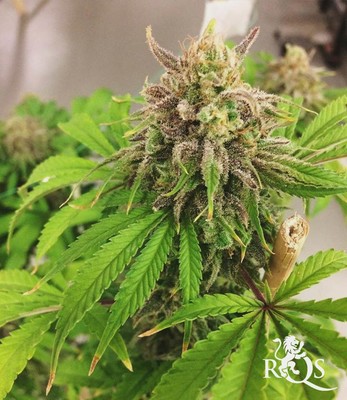 Painkiller XL Painkiller XL