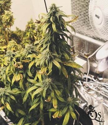 Medical Mix Medical Mix