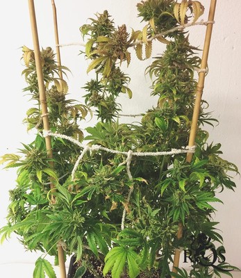 Medical Mix Medical Mix