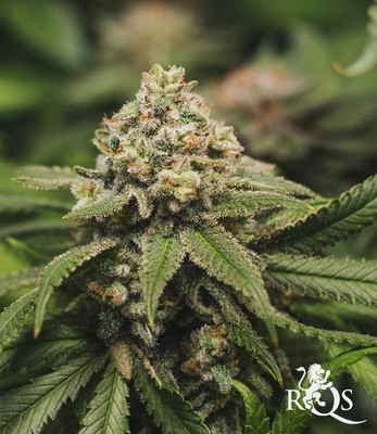 Green Crack Punch Green Crack Punch