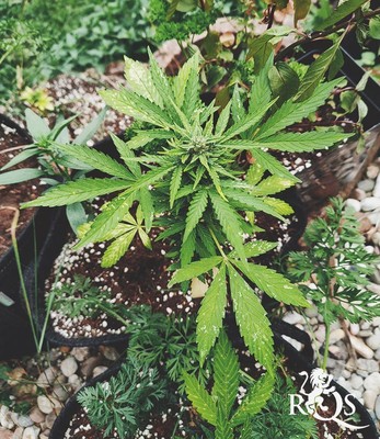 Royal CBDV Automatic