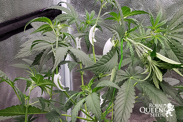 Κλιπ Εκπαίδευσης Φυτών για LST